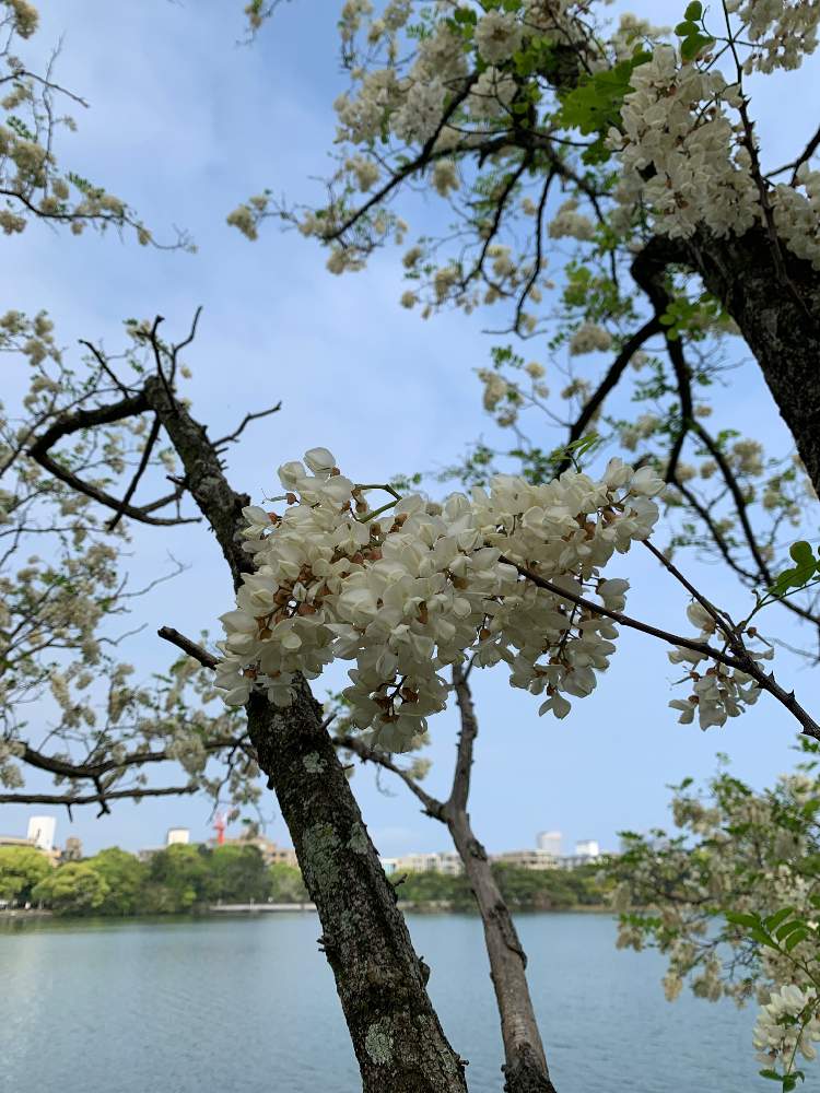 ももげさんの投稿画像 月5月5日 Greensnap グリーンスナップ ももげさんの投稿画像 月5月5日 Greensnap グリーンスナップ