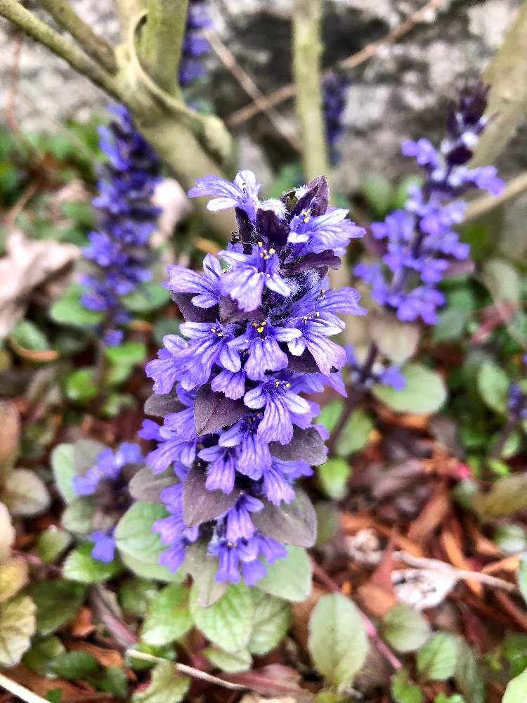 アジュガの投稿画像 By 海斗さん 月5月5日 Greensnap グリーンスナップ