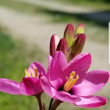 イキシア ローズエンペラーの投稿画像一覧 Greensnap グリーンスナップ