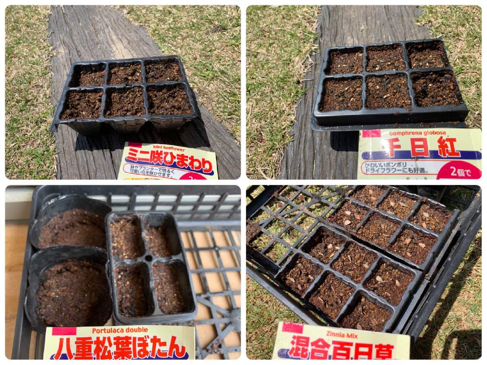 100均さんの種で花を育ててみよう Greensnap グリーンスナップ