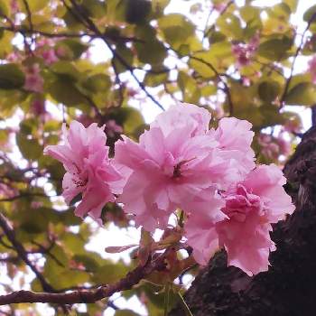 弥彦神社 桜苑の投稿画像一覧 Greensnap グリーンスナップ