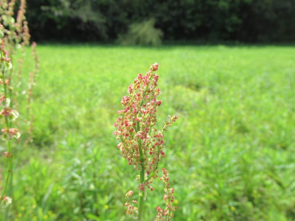 すかんぽの投稿画像 By Kazuさん 月5月5日 Greensnap グリーンスナップ Greensnap グリーンスナップ