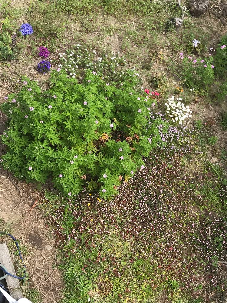 キンギョソウの投稿画像 By Xxさん サイネリアとタイムとノースポールとバーベナとハツコイソウとヒメツルソバとロベリアとセンテッドゼラニウムとセンテッドゼラニウムとフレンチマリーゴールド 月5月5日 Greensnap グリーンスナップ