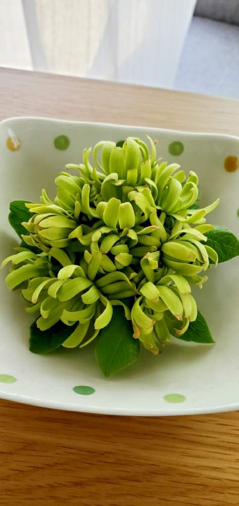 緑花ろうばい Greensnap グリーンスナップ