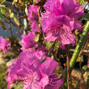 吉野ツツジの投稿画像一覧 Greensnap グリーンスナップ 吉野ツツジの投稿画像一覧 Greensnap グリーンスナップ