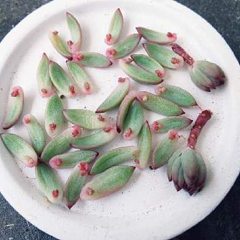 花芽葉挿しの投稿画像一覧 Greensnap グリーンスナップ