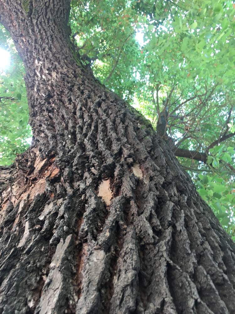 クスノキの投稿画像 By Hahahaさん いい香りと大木と樹皮 月5月5日 Greensnap グリーンスナップ