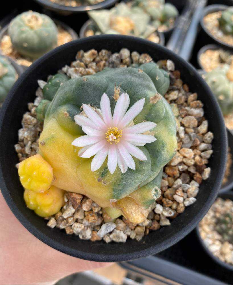 わたしとサボテンの花 ver Greensnap グリーンスナップ