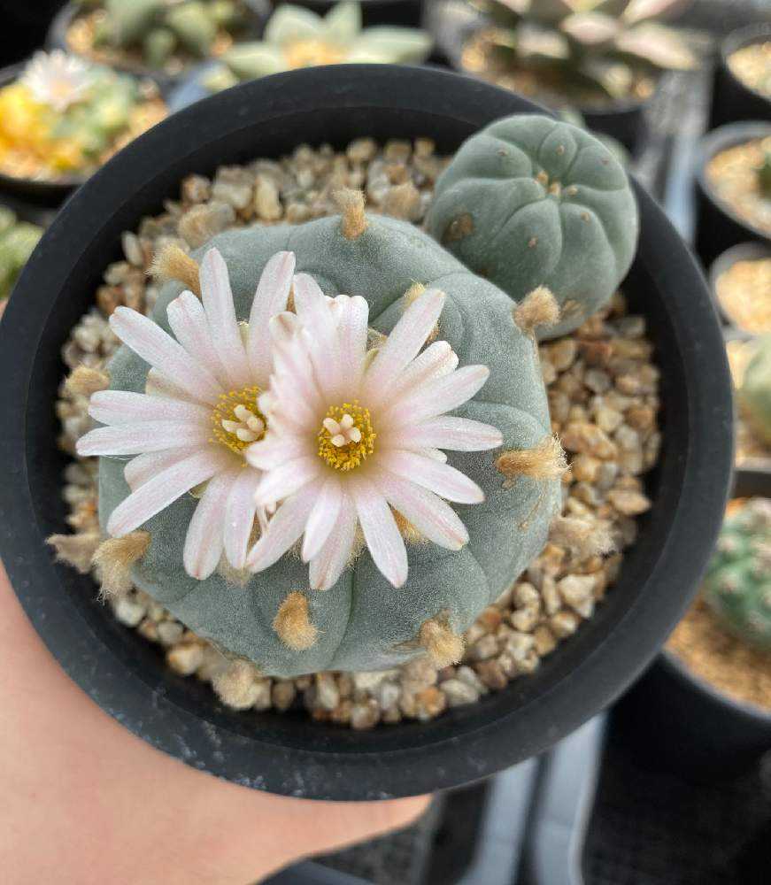わたしとサボテンの花 ver Greensnap グリーンスナップ