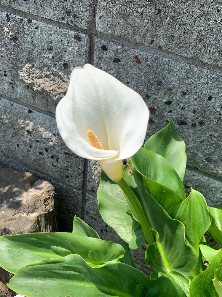 カラーの投稿画像 By れうさん 月5月5日 Greensnap グリーンスナップ