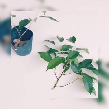 ルートン 発根促進剤 の投稿画像一覧 Greensnap グリーンスナップ ルートン 発根促進剤 の投稿画像一覧 Greensnap グリーンスナップ
