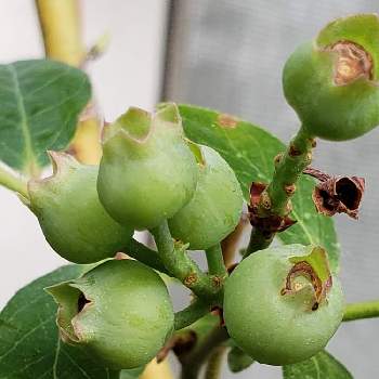 ブルーベリー ピンクレモネードの投稿画像一覧 Greensnap グリーンスナップ