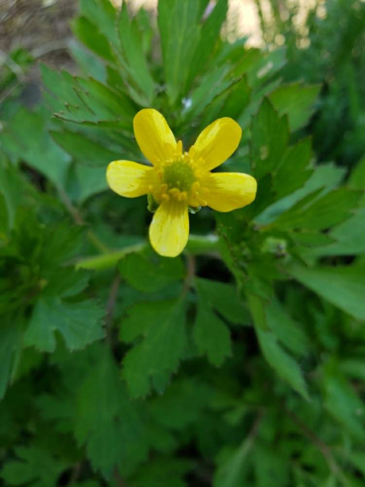 ケキツネノボタンの投稿画像 By Miyabinさん 雪国とネコ好きとgs映えとおうち園芸と黒猫と植中毒とstayhomeと花のある暮らしとキンポウゲ科と野草と毒草 月5月5日 Greensnap グリーンスナップ