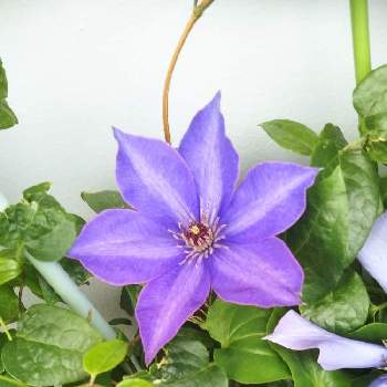 クレマチス ミゼットブルーの投稿画像一覧 Greensnap グリーンスナップ