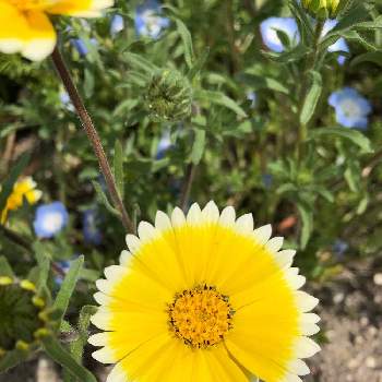 カリフォルニアデイジーの投稿画像一覧 Greensnap グリーンスナップ