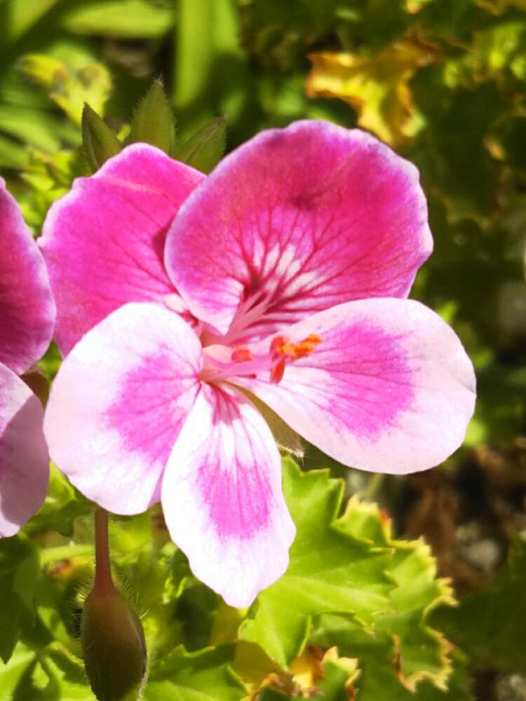 沙羅双樹さんの投稿画像 月5月5日 Greensnap グリーンスナップ