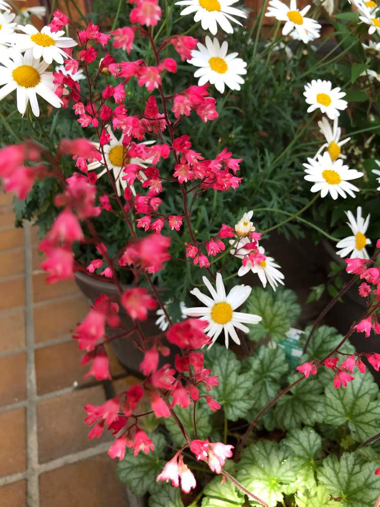 マーガレットの投稿画像 By みみさん ツボサンゴ ヒューケラ とおうち園芸と赤い色の花と赤い花とガーデニングと花のある暮らしと 白い花 月5月5日 Greensnap グリーンスナップ マーガレットの投稿画像 By みみさん ツボサンゴ ヒューケラ とおうち園芸と赤い色の花と赤い花とガーデニングと花のある暮らしと 白い花 月5月5日 Greensnap グリーンスナップ