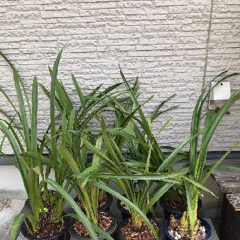 コンクリートブロックの投稿画像一覧 Greensnap グリーンスナップ