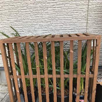 コンクリートブロックの投稿画像一覧 Greensnap グリーンスナップ