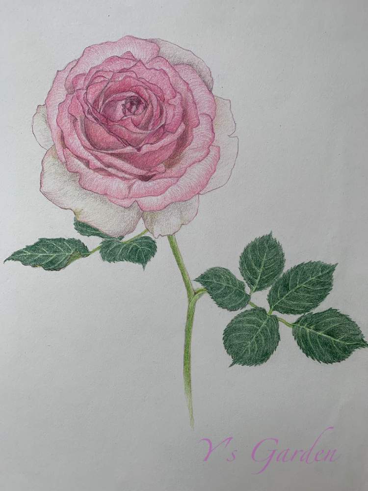 バラ ミニバラの投稿画像 By くまマダムさん 植物画と色鉛筆画 月5月5日 Greensnap グリーンスナップ