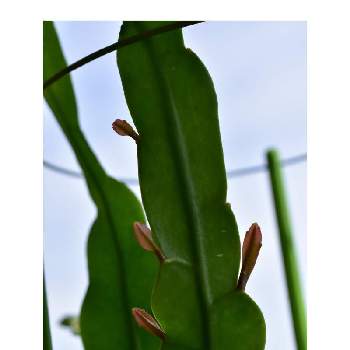 Botanii's houseplants*の画像 by Botanii*さん | バルコニー/ベランダと月下美人と月下美人*と植物のある暮らしとボタニカルライフと月下美人の新芽と私の癒しとBotanii's houseplants*と緑のある暮らしと花のある暮らし