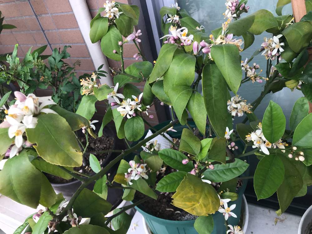 レモンの花が満開です Greensnap グリーンスナップ