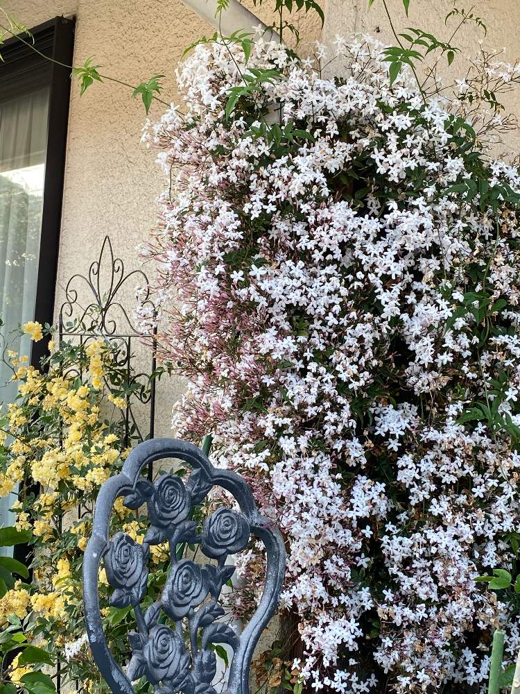 羽衣ジャスミンの投稿画像 By このこのさん 植えっぱなしと花のある暮らしと狭い庭で 月5月5日 Greensnap グリーンスナップ