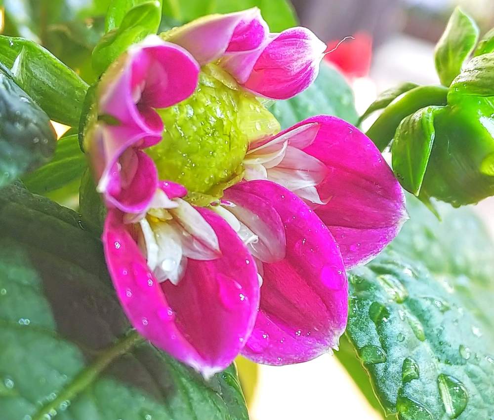 greensnap グリーンスナップ
