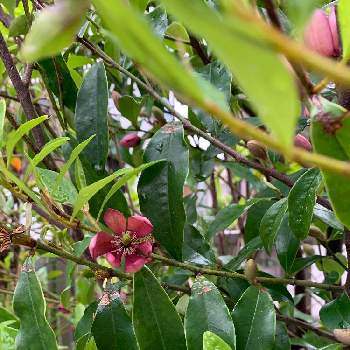 カラタネオガタマの赤花品種 ポートワインの投稿画像一覧 Greensnap グリーンスナップ