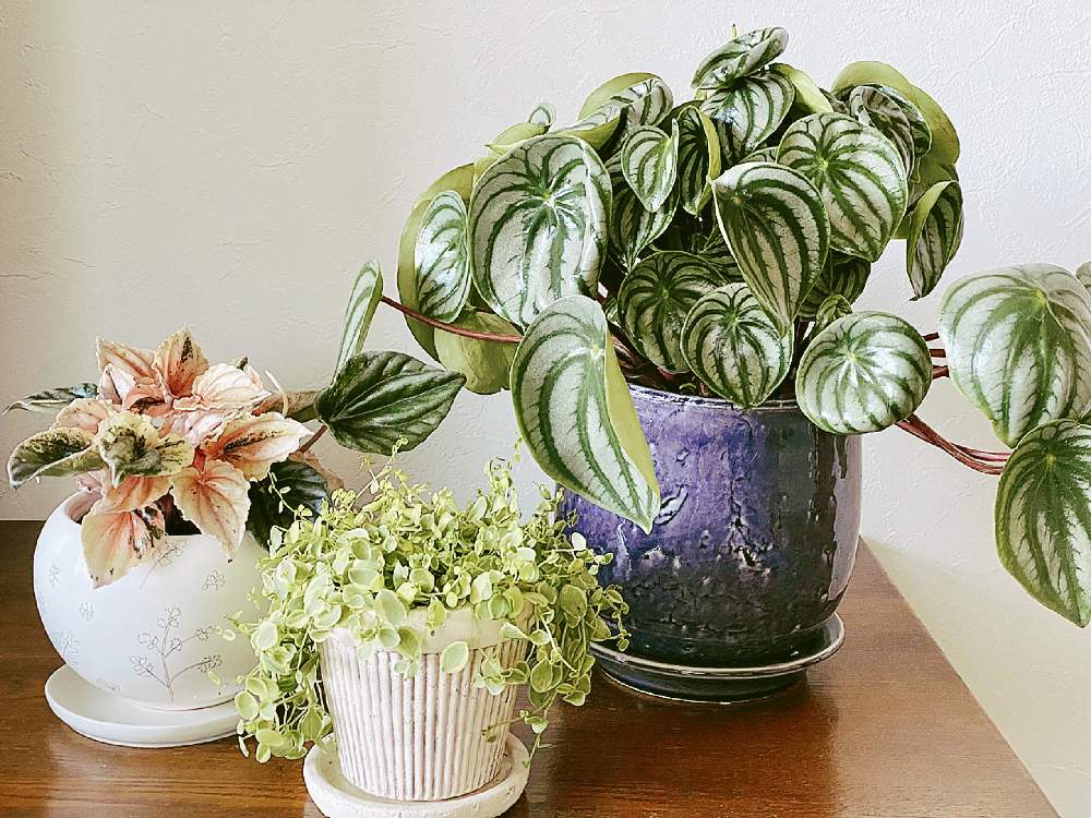 ペペロミア ニューピンクレディの投稿画像 By Amyさん ペペロミア真亜子とペペロミア アルギレイア スイカペペ とペペロミアと観葉植物とno Green No Lifeと植物のある暮らしとインテリアグリーンと スイカ 月5月5日 Greensnap グリーンスナップ ペペロミア ニューピンクレディの投稿画像 By Amyさん ペペロミア真亜子とペペロミア アルギレイア スイカペペ とペペロミアと観葉植物とno Green No Lifeと植物のある暮らしとインテリアグリーンと スイカ 月5月5日 Greensnap グリーンスナップ