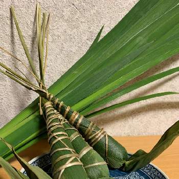 ニオイ菖蒲 葉菖蒲 の投稿画像一覧 Greensnap グリーンスナップ