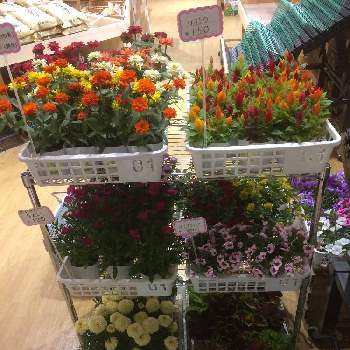 谷合園芸のアルバム｜🍀GreenSnap（グリーンスナップ）