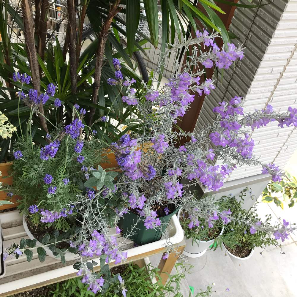 エレモフィラニベアの投稿画像 By Mokaさん ラベンダーと開花とおうち園芸とつぼみと花のある暮らしとオージープランツ 月5月5日 Greensnap グリーンスナップ