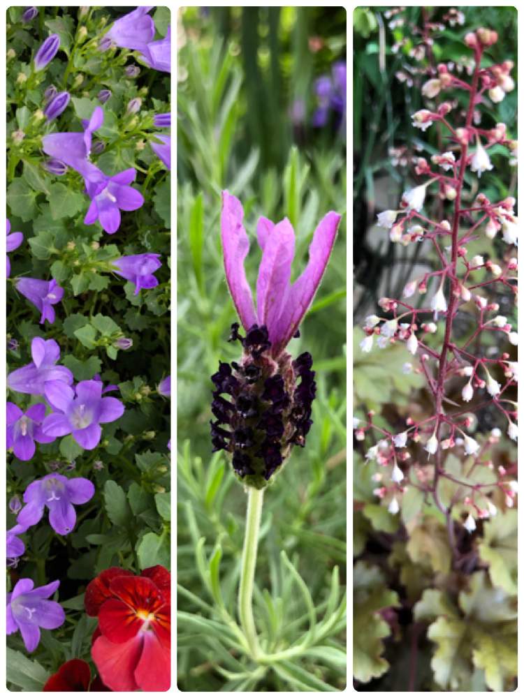 オトメギキョウ ベルフラワー 青紫の投稿画像 By Love4gardenさん ヒューケラ とストエカス系ラベンダーと庭の花と春の庭とおうち園芸とフレンチ ラベンダーとstayhomeとガーデニングとおうちで過ごそうと花のある暮らしと乙女桔梗 と ベルフラワーと花が好きと地