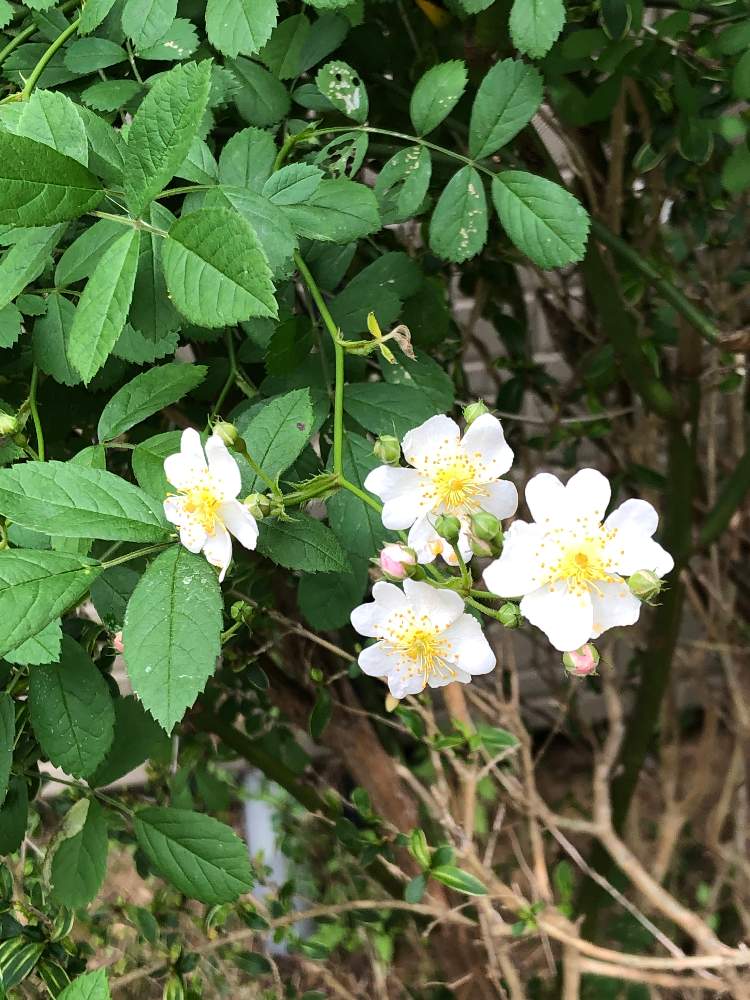 おわこさんの投稿画像 月5月5日 Greensnap グリーンスナップ