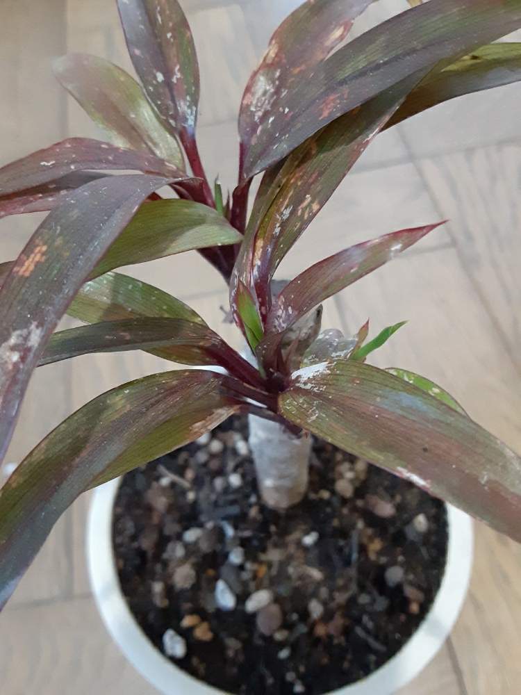 コルジリネ パープルコンパクタの投稿画像 By 39manさん 生命力と観葉植物と新芽フェチと緑のパワーと愛ある日々をと花屋新米とlove Greenと癒し とおおきくなあれとニョキニョキと我が家の友 月5月5日 Greensnap グリーンスナップ