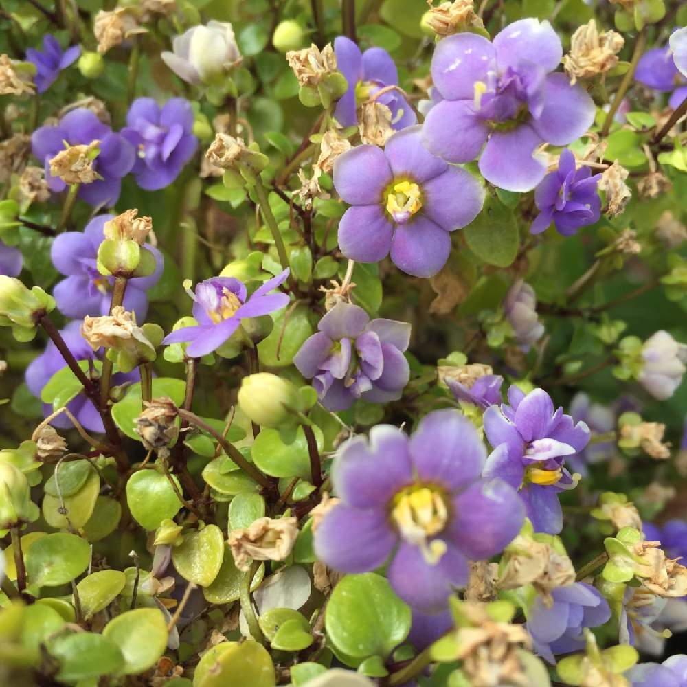 エキザカムの投稿画像 By Yukkyさん 紅姫リンドウと素敵パープルと無加工picと小花会とお写ん歩と道端の花と雑草の花と奄美大島と花のある暮らしとiphone撮りと頑張ろう ニッポン 月5月5日 Greensnap グリーンスナップ