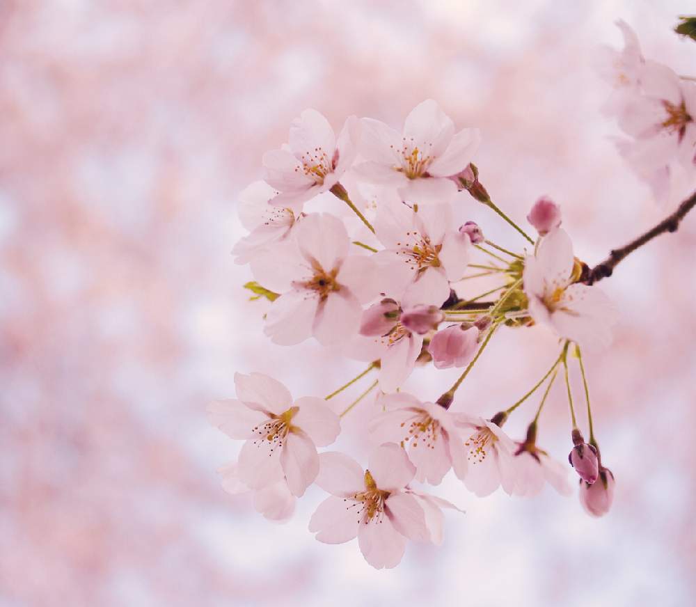 さくら サクラ 桜の投稿画像 By ぴーなつさん 春のお花と春の庭と春の訪れと庭のある暮らしとさくら 月5月5日 Greensnap グリーンスナップ