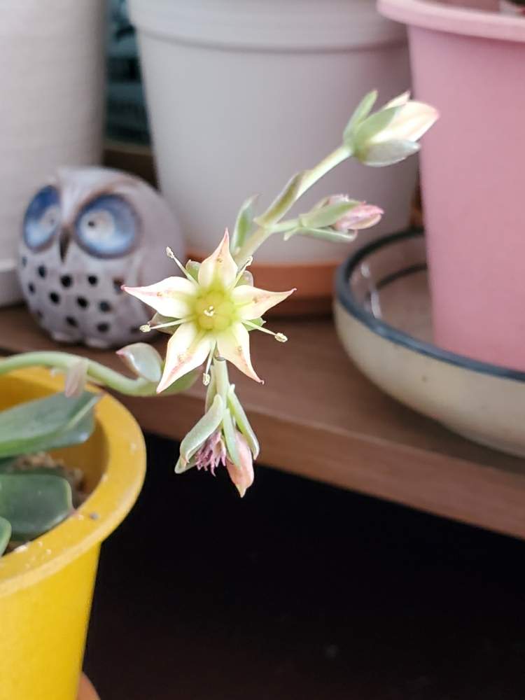 メリーベルの投稿画像 By 多肉丸さん 部屋と花のある暮らしと魅惑のエケベリアと見てるだけで幸せ と おうち園芸 フォトコンテストと花のある暮らしと魅惑のエケベリアと見てるだけで幸せ と おうち園芸 フォトコンテスト 月5月5日 Greensnap