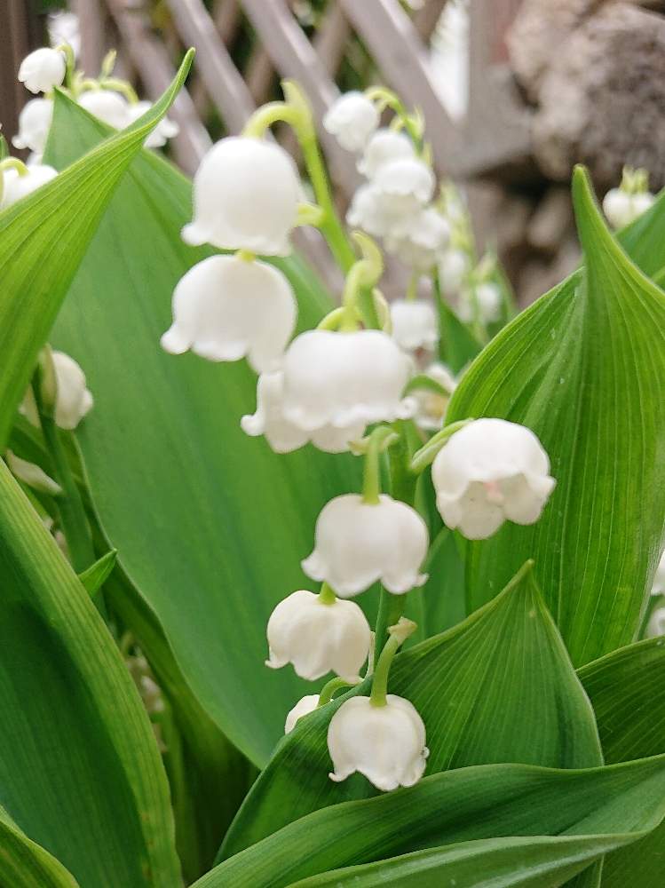 スズランの投稿画像 By ジュニアさん 月5月5日 Greensnap グリーンスナップ