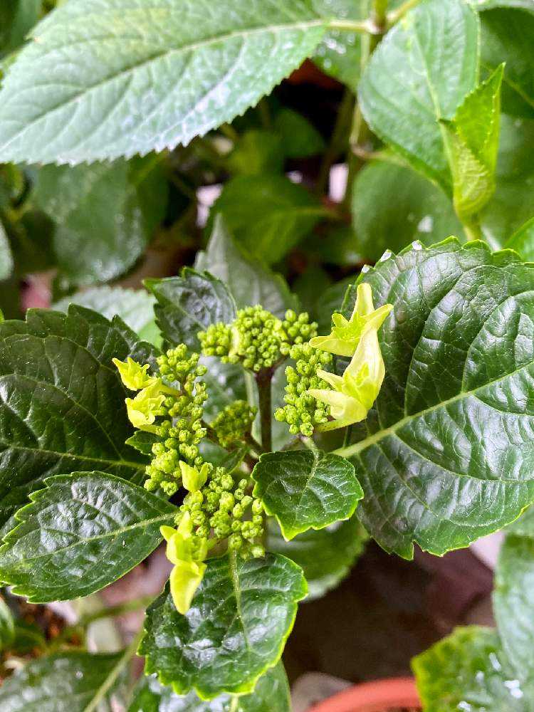 🎥 2019〜20年 紫陽花 きらきら星｜🍀GreenSnap（グリーンスナップ）