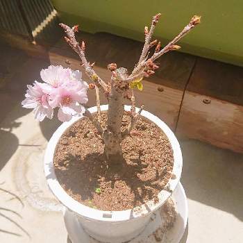 鉢植えの桜の投稿画像一覧 Greensnap グリーンスナップ 鉢植えの桜の投稿画像一覧 Greensnap グリーンスナップ