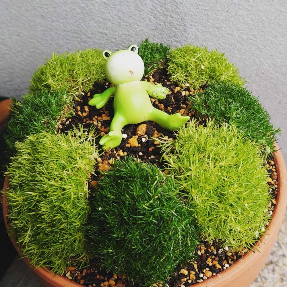 サギナの投稿画像 By ごまだれさん アイリッシュモスとモフリッチとおうち園芸 月5月5日 Greensnap グリーンスナップ サギナの投稿画像 By ごまだれさん アイリッシュモスとモフリッチとおうち園芸 月5月5日 Greensnap グリーンスナップ