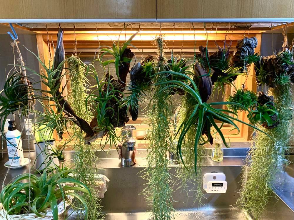エアプランツ イオナンタの投稿画像 By Greenroseさん 観葉植物とグリーン グリーン グリーン とgs映えと植物とgs日和とおうち園芸と植中毒とチランジア属とタニラーとリビングと花のある暮らしとかわいいな とうっとりとgreen Up とエアプランツと多肉初心者と エアプランツ イオナンタの投稿画像 By Greenroseさん 観葉植物とグリーン グリーン グリーン とgs映えと植物とgs日和とおうち園芸と植中毒とチランジア属とタニラーとリビングと花のある暮らしとかわいいな とうっとりとgreen Up とエアプランツと多肉初心者と