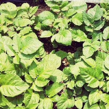 じゃがいもの葉の投稿画像一覧 Greensnap グリーンスナップ