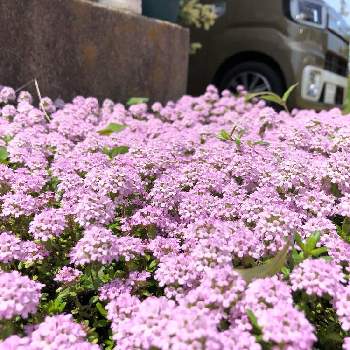 クリーピング タイム❇︎の画像 by ラム☻さん | 車庫とおうち園芸とガーデニングと花のある暮らしとクリーピング タイム❇︎と花が好き