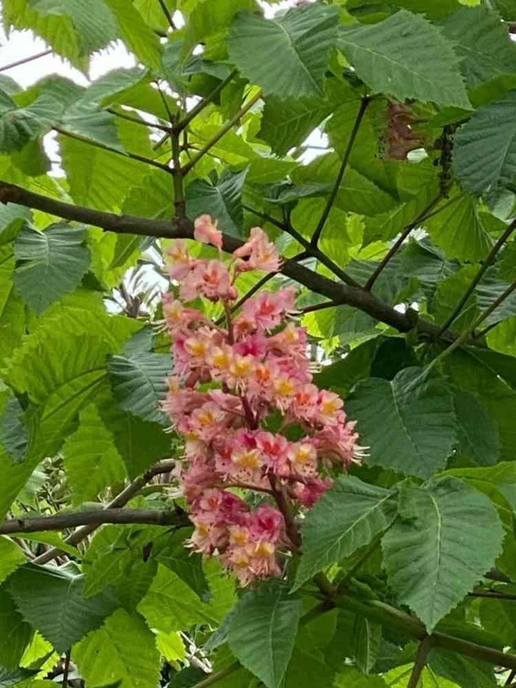 せつ工房さんの港の見える丘公園への投稿