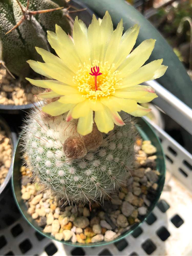 サボテン 白閃小町の投稿画像 By かずこさん ノトカクタスと可愛いサボテンと最高気温28度と美しいサボテン とおうち園芸と おうち園芸 フォトコンテストと多肉植物とサボテンと癒しの花とサボテンの花とノトカクタス 白閃小町とバルコニスト 月5月5日