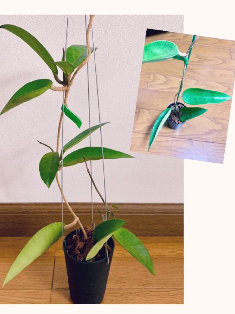 葉が厚いの投稿画像 By あじさいさん ホヤとhoya Verticillata と挿し穂と急成長と成長記録とホヤバーティシラタ 2020月5月5日 Greensnap グリーンスナップ