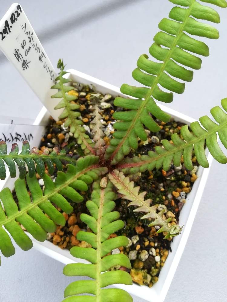シシガシラの投稿画像 By ハイジさん 観葉植物と普及シダを愛でる会とおうち園芸とシダ類 とシダ愛好会とチーム愛知 月5月6日 Greensnap グリーンスナップ